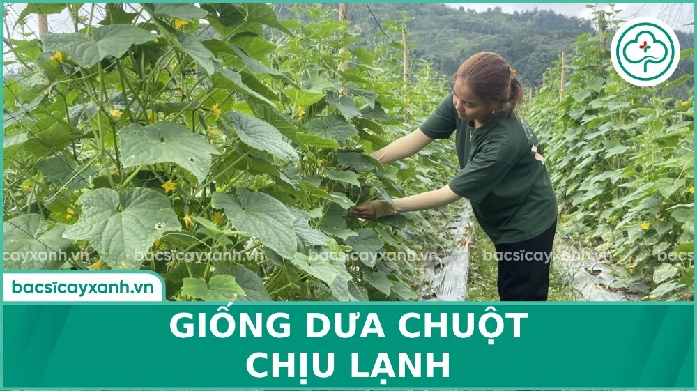 Giống dưa chuột tốt nhất hiện nay